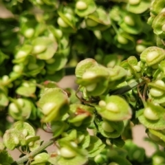 Rumex crispus (Curled Dock) at Jarramlee-West MacGregor Grasslands - 2 Jan 2023 by trevorpreston