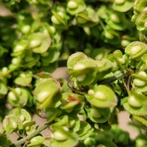 Rumex crispus at Macgregor, ACT - 2 Jan 2023