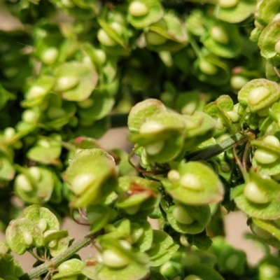 Rumex crispus (Curled Dock) at Macgregor, ACT - 2 Jan 2023 by trevorpreston