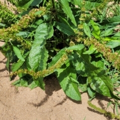 Rumex crispus at Macgregor, ACT - 2 Jan 2023