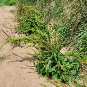 Rumex crispus at Macgregor, ACT - 2 Jan 2023