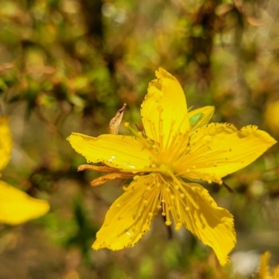 Hypericum perforatum (St John's Wort) at Jarramlee-West MacGregor Grasslands - 2 Jan 2023 by trevorpreston