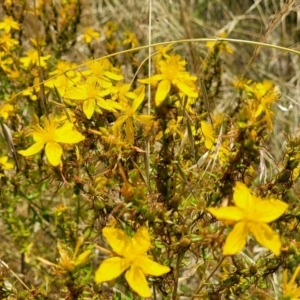 Hypericum perforatum at Macgregor, ACT - 2 Jan 2023