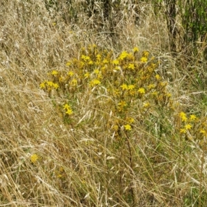 Hypericum perforatum at Macgregor, ACT - 2 Jan 2023