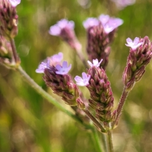 Verbena incompta at Macgregor, ACT - 2 Jan 2023