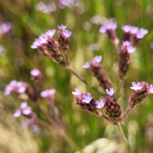 Verbena incompta at Macgregor, ACT - 2 Jan 2023