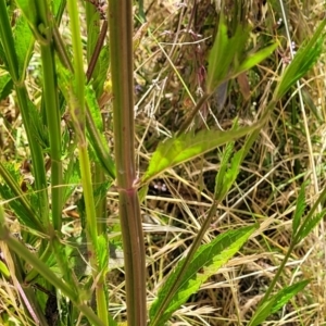 Verbena incompta at Macgregor, ACT - 2 Jan 2023