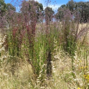 Verbena incompta at Macgregor, ACT - 2 Jan 2023