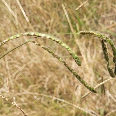 Paspalum dilatatum (Paspalum) at Macgregor, ACT - 2 Jan 2023 by trevorpreston