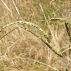 Paspalum dilatatum at Macgregor, ACT - 2 Jan 2023