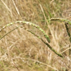 Paspalum dilatatum at Macgregor, ACT - 2 Jan 2023 12:38 PM