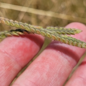 Paspalum dilatatum at Macgregor, ACT - 2 Jan 2023 12:38 PM