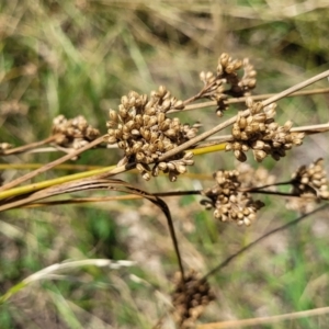 Juncus sp. at Macgregor, ACT - 2 Jan 2023 12:37 PM