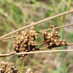 Juncus sp. at Macgregor, ACT - 2 Jan 2023 12:37 PM