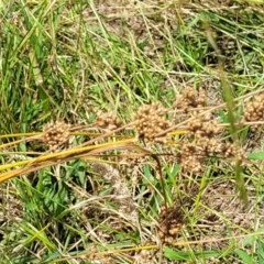 Juncus sp. at Macgregor, ACT - 2 Jan 2023 12:37 PM