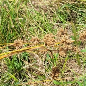 Juncus sp. at Macgregor, ACT - 2 Jan 2023 12:37 PM