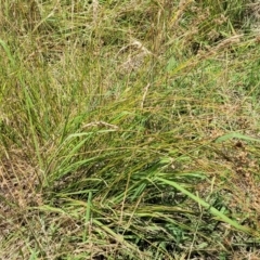 Juncus sp. at Macgregor, ACT - 2 Jan 2023 12:37 PM