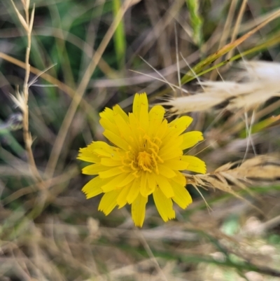 Hypochaeris radicata (Cat's Ear, Flatweed) at Jarramlee-West MacGregor Grasslands - 2 Jan 2023 by trevorpreston