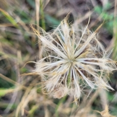 Hypochaeris radicata at Macgregor, ACT - 2 Jan 2023 12:35 PM