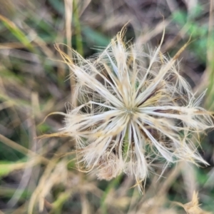 Hypochaeris radicata at Macgregor, ACT - 2 Jan 2023 12:35 PM