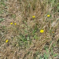 Hypochaeris radicata at Macgregor, ACT - 2 Jan 2023