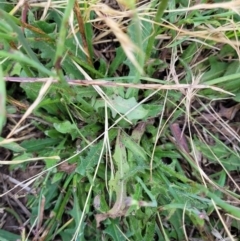 Hypochaeris radicata at Macgregor, ACT - 2 Jan 2023