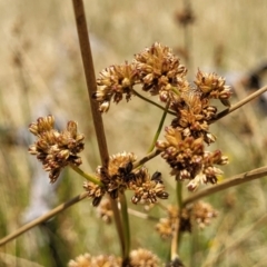 Juncus vaginatus (Clustered Rush) at Macgregor, ACT - 2 Jan 2023 by trevorpreston