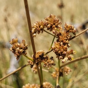 Juncus vaginatus at Macgregor, ACT - 2 Jan 2023