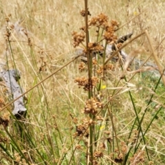 Juncus vaginatus at Macgregor, ACT - 2 Jan 2023