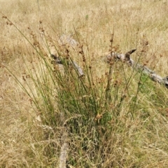 Juncus vaginatus at Macgregor, ACT - 2 Jan 2023