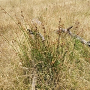 Juncus vaginatus at Macgregor, ACT - 2 Jan 2023