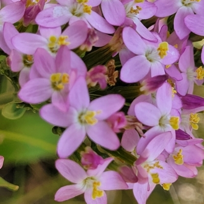 Centaurium erythraea (Common Centaury) at Macgregor, ACT - 2 Jan 2023 by trevorpreston