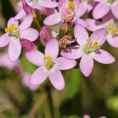 Centaurium erythraea at Macgregor, ACT - 2 Jan 2023 12:33 PM