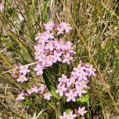 Centaurium erythraea at Macgregor, ACT - 2 Jan 2023