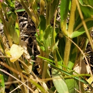 Centaurium erythraea at Macgregor, ACT - 2 Jan 2023