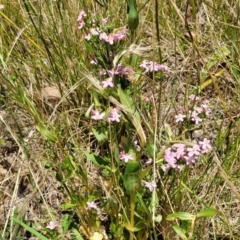 Centaurium erythraea at Macgregor, ACT - 2 Jan 2023