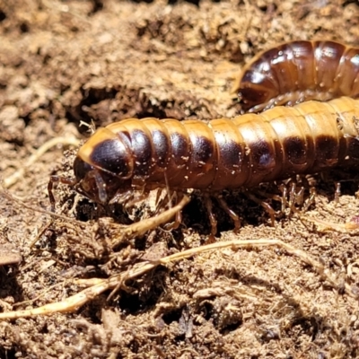 Paradoxosomatidae sp. (family) (Millipede) at Macgregor, ACT - 2 Jan 2023 by trevorpreston