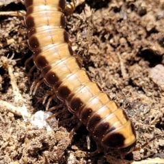 Paradoxosomatidae sp. (family) at Macgregor, ACT - 2 Jan 2023