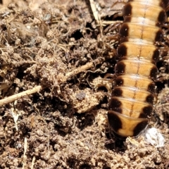 Paradoxosomatidae sp. (family) at Macgregor, ACT - 2 Jan 2023