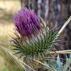 Onopordum acanthium (Scotch Thistle) at Macgregor, ACT - 2 Jan 2023 by trevorpreston