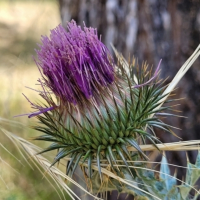 Onopordum acanthium (Scotch Thistle) at Macgregor, ACT - 2 Jan 2023 by trevorpreston