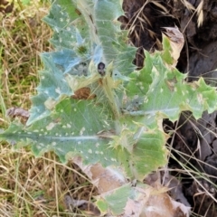 Onopordum acanthium at Macgregor, ACT - 2 Jan 2023 12:30 PM