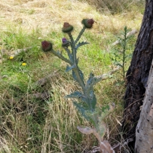 Onopordum acanthium at Macgregor, ACT - 2 Jan 2023 12:30 PM