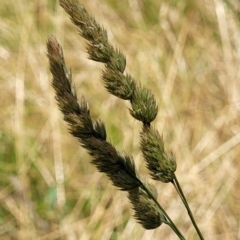 Dactylis glomerata (Cocksfoot) at Jarramlee-West MacGregor Grasslands - 2 Jan 2023 by trevorpreston