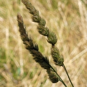 Dactylis glomerata at Macgregor, ACT - 2 Jan 2023