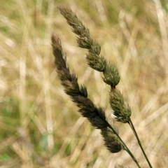 Dactylis glomerata at Macgregor, ACT - 2 Jan 2023