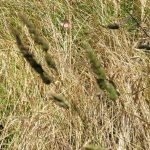 Dactylis glomerata at Macgregor, ACT - 2 Jan 2023