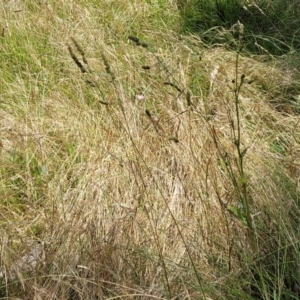 Dactylis glomerata at Macgregor, ACT - 2 Jan 2023