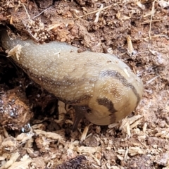Ambigolimax nyctelia (Striped Field Slug) at Macgregor, ACT - 2 Jan 2023 by trevorpreston