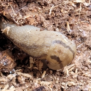 Ambigolimax sp. (valentius and waterstoni) at Macgregor, ACT - 2 Jan 2023